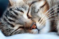 Peaceful sleeping tabby cat face closeup showing whiskers, nose and closed eyes against soft blue bedding, capturing serene feline rest moment.