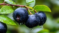 Fresh ripe blueberries with water droplets on branch with green leaves. Organic summer berry harvest for healthy eating and natural nutrition concepts.