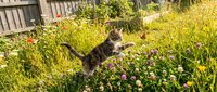 Tabby kitten playing and jumping among pink flowers and green grass in sunny garden with wooden fence in background.