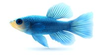 Vibrant blue platy fish swimming gracefully against white background, isolated aquarium fish with flowing fins and translucent scales suitable for aquatic designs.