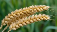 Golden wheat ears bending in soft sunlight against blurred green background, close-up view showing detailed grain texture and agricultural harvest maturity.