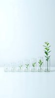 Plant growth stages in glass containers showing development from seedling to mature plant on white background for business and science concepts.