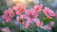 Pink geranium flowers blooming in garden with soft bokeh background and morning sunlight creating dreamy natural floral composition for spring season.