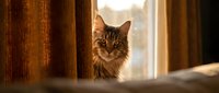 Tabby cat with amber eyes peering through warm brown curtains near a sunlit window, domestic pet portrait for home decor and animal content.