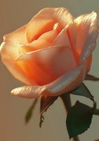 Delicate peach-colored rose bloom with soft petals glowing in gentle sunlight, creating ethereal backlit effect against blurred neutral background.