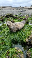 Spotted seal resting on moss-covered rocks in shallow tidal pool with driftwood and seaweed along rocky coastline during low tide.