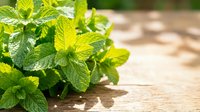 Fresh green mint leaves growing in natural sunlight on rustic wooden surface for culinary herbs cooking and aromatherapy wellness applications.