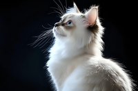 Elegant white ragdoll cat with blue eyes looking up against dark background, showcasing majestic profile and long whiskers. Perfect for pet care advertising.