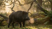 Wild boar foraging in enchanted forest with golden sunlight filtering through ancient oak trees creating magical woodland atmosphere for nature photography.