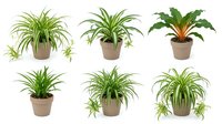 Six potted houseplants with green foliage isolated on white background, including spider plants and tropical varieties, perfect for home decor and nature design projects.