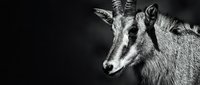 Young goat portrait in dramatic black and white photography with soft lighting and dark background for artistic farm animal concepts.