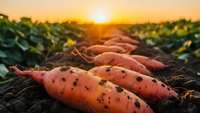Fresh organic sweet potatoes harvested at golden hour in agricultural field with warm sunset light creating natural farming atmosphere for healthy food concepts.