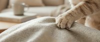 Dog paw resting on beige blanket with cozy home interior background, pet comfort and companionship concept for design.