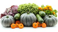 Fresh autumn harvest arrangement with blue pumpkins, mandarin oranges, green lettuce and marigolds on white background, seasonal produce display.