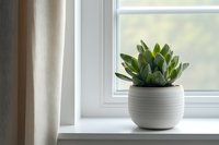 Small succulent plant in white ceramic pot on bright windowsill with natural light and curtains creating peaceful home decor atmosphere.