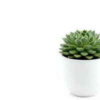 Small green succulent plant in white ceramic pot isolated on clean white background for home decor and gardening projects.