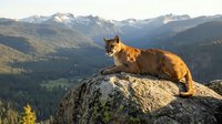 Mountain lion cougar resting on rocky outcrop with alpine wilderness landscape background during golden hour sunset lighting in natural habitat.