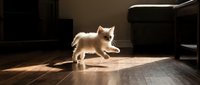 Fluffy cream-colored kitten walking across wooden floor in sunlit room with dramatic shadows and modern furniture in background.