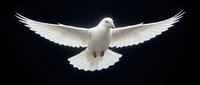 White dove flying with outstretched wings against dark background symbolizing peace, freedom and spirituality for religious and conceptual designs.