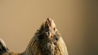 Fluffy rooster with ruffled feathers and alert expression against neutral beige background, suitable for poultry farming, agriculture, and animal-related content.