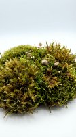 Isolated moss clump with small mushrooms and snails on white background, ready for design, botanical, nature, and educational use.