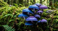 Purple blue mushrooms growing on mossy forest floor among green ferns and vegetation in natural woodland habitat for nature photography and botanical content.