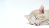 Adorable cream tabby kitten sleeping peacefully on white background, isolated for design use in pet care marketing and animal lover projects.