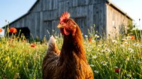 Brown hen chicken standing in wildflower meadow with rustic barn background during golden hour sunset light creating peaceful farm countryside scene.