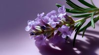 Delicate purple flowers with green leaves cast soft shadows on purple background, creating romantic mood and ethereal atmosphere for wellness and spa designs.