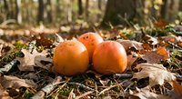 Fresh orange pumpkins resting on autumn leaves in forest setting with warm sunlight filtering through trees creating seasonal harvest atmosphere.