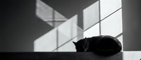 Black cat sleeping peacefully on floor with dramatic window light casting geometric shadows on wall creating minimalist monochrome interior scene.