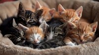 Adorable sleepy kittens cuddling together in cozy pet bed, showing tabby and ginger fur patterns in warm, intimate portrait.