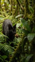 Black cat exploring lush tropical rainforest with ferns and moss-covered trees in natural wildlife habitat for nature photography and animal content.