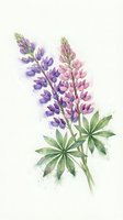 Watercolor lupine flowers in purple and pink hues with green leaves on white background for botanical art and spring garden designs.