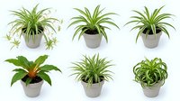 Six potted houseplants with green foliage in gray pots, isolated on white background, set collection for home decor and interior design.