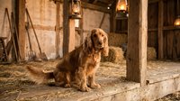 Golden retriever dog sitting on wooden porch of rustic barn with lantern lighting and hay bales creating warm countryside atmosphere for pet photography.
