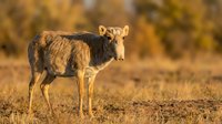 Young brown and white calf standing in golden autumn pasture during warm sunset light creating peaceful rural farm scene for agricultural content.