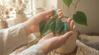 Woman hands gently holding green heart-shaped plant leaves in cozy home interior with soft natural lighting for plant care and gardening concepts.