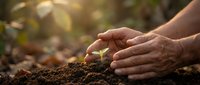 Mature hands planting seedling in rich soil outdoors, symbolizing growth, nurturing, and sustainable agriculture or environmental conservation efforts.