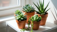 Small succulent plants in terracotta pots arranged on white windowsill creating minimalist home decor display for indoor gardening and botanical decoration.