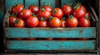 Fresh ripe red tomatoes with green stems in vintage turquoise wooden crate against dark background, rustic farm produce composition for food marketing.