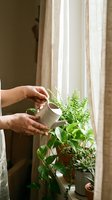 Woman watering indoor plants with small metal watering can by sunny window creating peaceful home gardening moment with natural light and greenery.