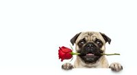 Adorable pug dog holding red rose in mouth, romantic gesture for Valentine's Day, love and affection concept on white background.