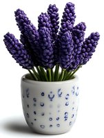 Purple grape hyacinth flowers in white ceramic pot with blue polka dot pattern, isolated on white background for floral design and decoration projects.