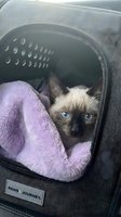 Siamese cat with striking blue eyes resting in dark pet carrier with purple cushion, ready for travel or veterinary visit.