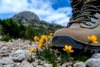 Hiking boot next to delicate yellow wildflowers on rocky mountain trail, dramatic peak and blue sky in background, adventure outdoor lifestyle concept.