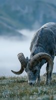 Bighorn sheep ram grazing on mountain meadow with curved horns in natural alpine habitat during golden hour light for wildlife photography.