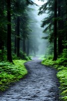 Misty forest path winding through tall evergreen trees with lush green ferns and moss along trail edges, creating mysterious atmospheric woodland scene in morning fog.