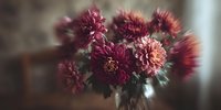 Moody bouquet of burgundy and pink dahlias in glass vase with soft focus, creating romantic vintage atmosphere for home decor or greeting cards.