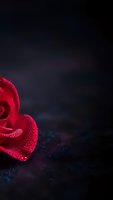 Red rose with water droplets on dark background for romantic greeting cards and love themed designs.